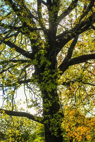 Árvore Alta Ramificada Outono Raios Sol Rompem Folhas — Fotografia de Stock
