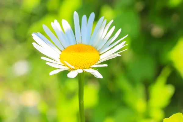 푸른 배경에 있는 흰 카모 마일 — 스톡 사진