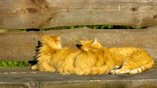 两只红猫在阳光下睡在木制公园的长椅上 凉爽温暖的秋日 — 图库照片