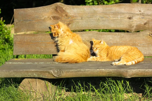 Két Vörös Macska Alszik Napon Egy Parki Padon Hangulatos Meleg — Stock Fotó