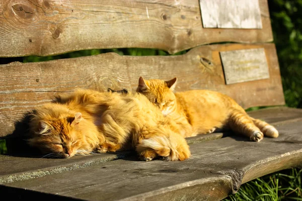 Two Red Lazy Cats Sleeping Sun Wooden Park Bench Cozy — Stock Photo, Image