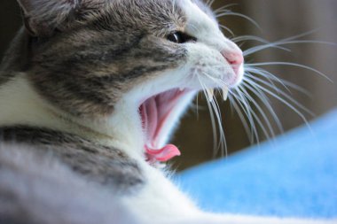 Çizgili kedi yatakta uzanıyor, ağzı açık, keskin dişleri ve uzun bıyığı var.