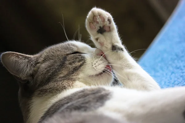 Seekor Kucing Bergaris Menjilati Kaki Yang Tergeletak Tempat Tidur — Stok Foto