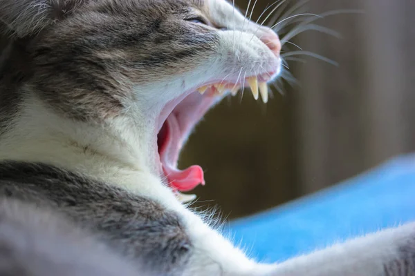 Pasiasty Kot Ziewa Leżąc Łóżku Szeroko Otwarte Usta Ostre Zęby — Zdjęcie stockowe