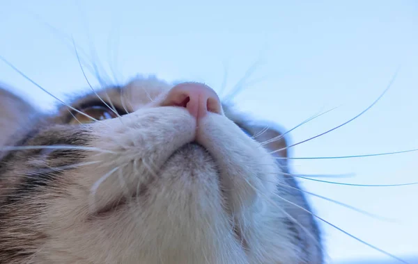 Lustige flauschige Katze mit langem Schnurrbart blickt in den Himmel — Stockfoto