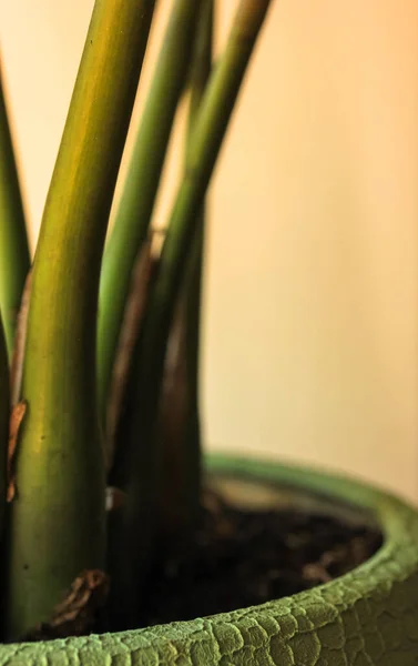 Planta de primer plano en una maceta verde cerámica —  Fotos de Stock