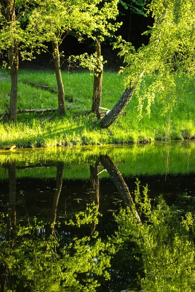 Hohe grüne Bäume spiegeln sich im See — Stockfoto