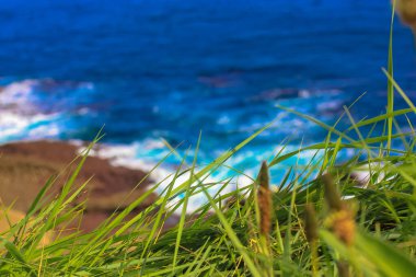 Yazın mavi çalkantılı okyanusun arka planına karşı yeşil çimenler