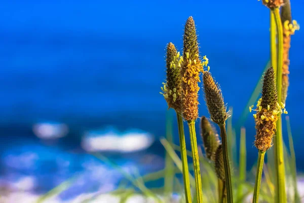 Grünes Gras vor blauem, turbulentem Meer im Sommer — Stockfoto