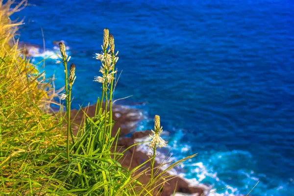 Grünes Gras Vor Blauem Ozean Sommer Und Ein Kleines Boot — Stockfoto