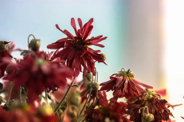 Crisantemos Rojos Flores Que Desvanecen Otoño —  Fotos de Stock