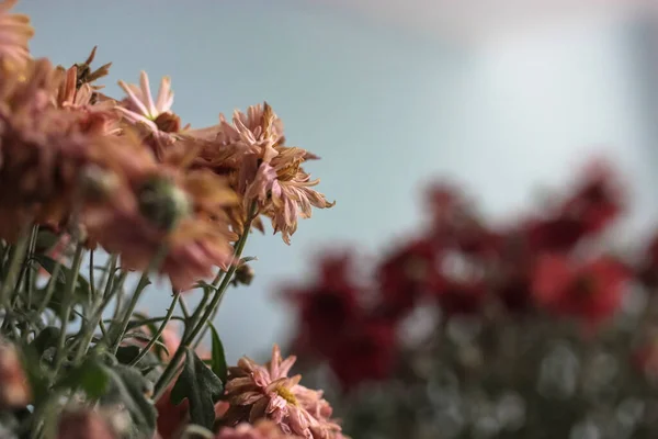 Rode Chrysanten Herfstvervagende Bloemen — Stockfoto