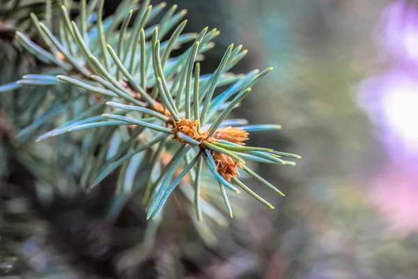 Blauwe Sparren Takje Met Naalden Close Wazige Achtergrond Groenblijvende Boom — Stockfoto