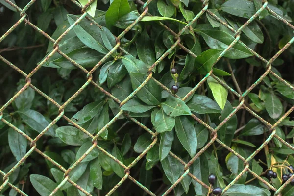 Hojas Verdes Con Bayas Negras Detrás Malla Rejilla Metálica —  Fotos de Stock