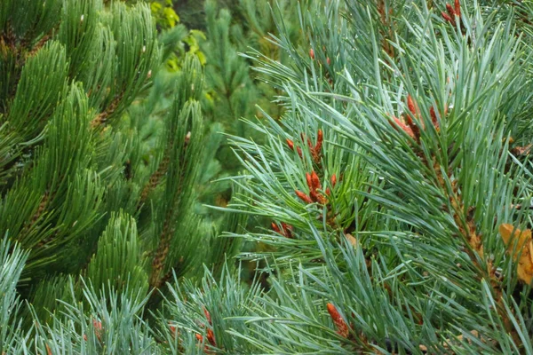 Young Branch Pine Close Rain Drops Needles — Stock Photo, Image