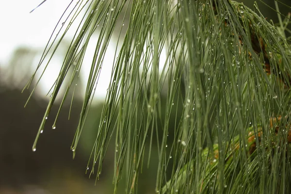 Ein Junger Kiefernzweig Nahaufnahme Mit Regentropfen Auf Den Nadeln — Stockfoto