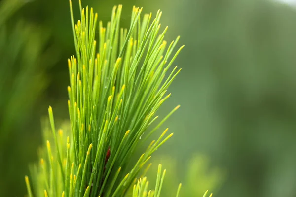 Young Branch Pine Close Rain Drops Needles — Stock Photo, Image