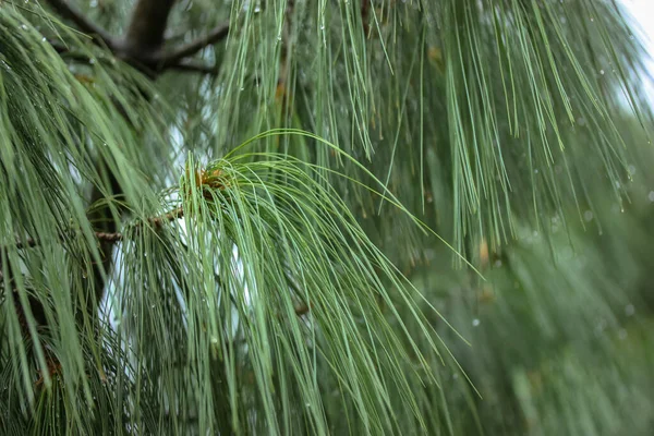 小枝松树的幼枝 有雨滴落在针尖上 — 图库照片