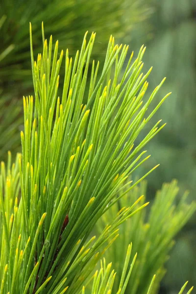 Young Branch Pine Close Rain Drops Needles — Stock Photo, Image