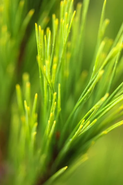 Young Branch Pine Close Rain Drops Needles — Stock Photo, Image