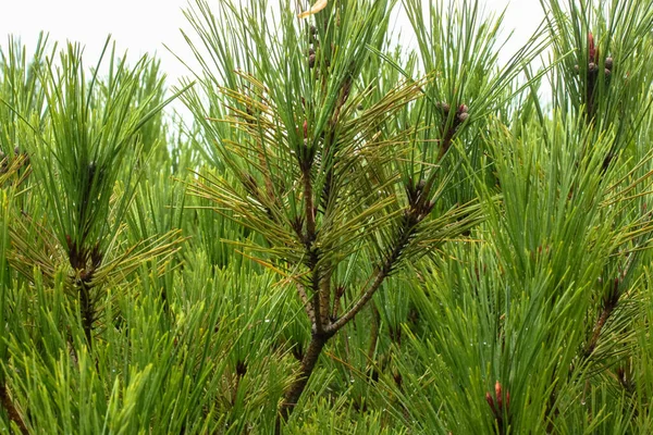 小枝松树的幼枝 有雨滴落在针尖上 — 图库照片