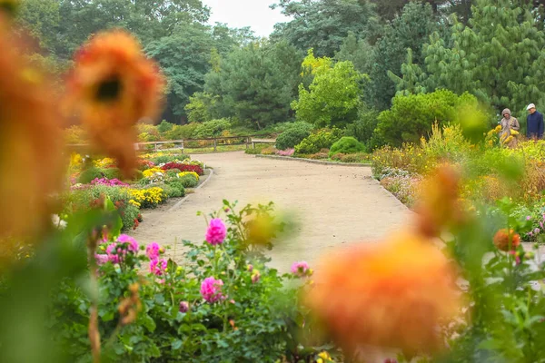 Parc Chrysanthèmes Florissants Automne Fleurs Colorées Lumineuses Dans Jardin — Photo