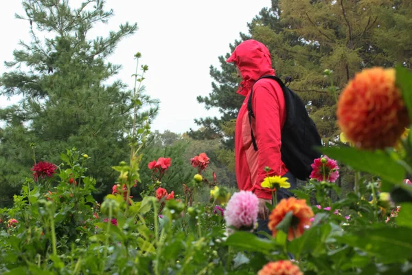 Een Man Een Rode Regenjas Wandelt Een Botanische Tuin Temidden — Stockfoto