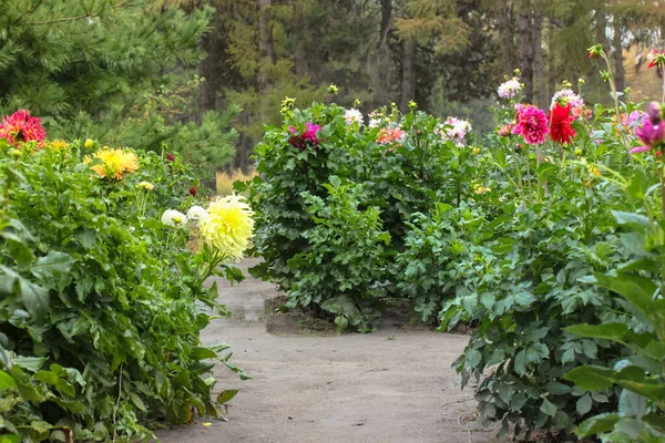 Park Virágzó Krizantém Ősz Fényes Színes Virágok Kertben — Stock Fotó