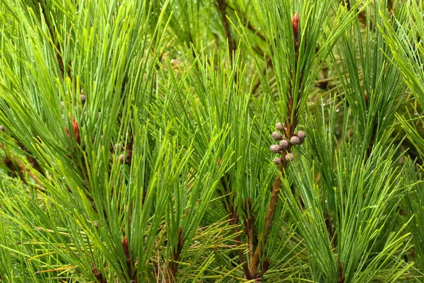 Young Branch Pine Close Rain Drops Needles Stock Picture