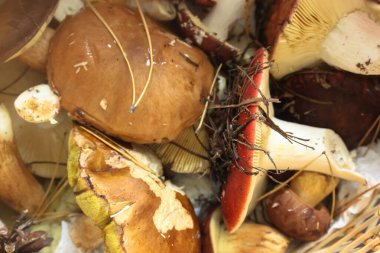 Hasır bir sepetin içinde çok farklı mantarlar, arka plan