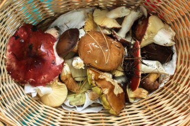 Hasır bir sepetin içinde çok farklı mantarlar, arka plan