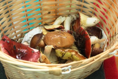 Hasır bir sepetin içinde çok farklı mantarlar, arka plan