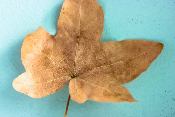 Herfst Verven Droog Herfstblad Blauwe Achtergrond Penseelstreken Doek — Stockfoto