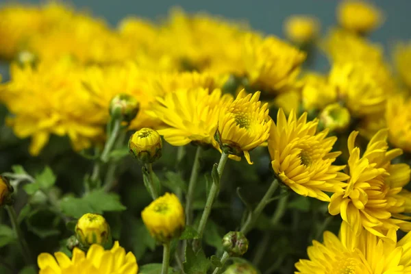 Bukiet Żółtych Chryzantemy Szklanym Wazonie Jesienne Kwiaty — Zdjęcie stockowe