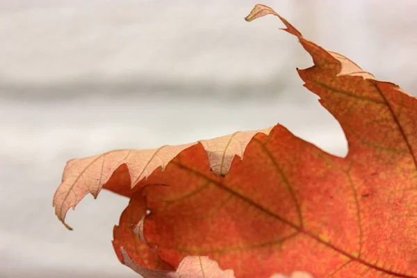 Hermosa Hoja Arce Otoño Primer Plano Canadá —  Fotos de Stock