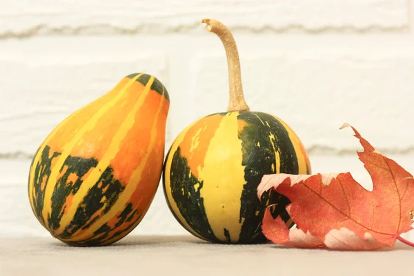 Pequeñas Calabazas Decorativas Hoja Caída Arce Rojo Atmósfera Otoñal — Foto de Stock