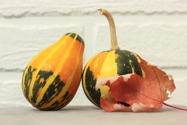 Pequeñas Calabazas Decorativas Hoja Caída Arce Rojo Atmósfera Otoñal —  Fotos de Stock