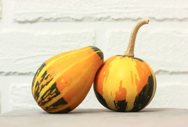 Pequeñas Calabazas Decorativas Color Verde Anaranjado Sobre Fondo Blanco Cosecha —  Fotos de Stock