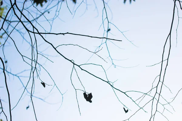 Thin Bare Branches Blue Sky Autumn Winter Foliage Disgraced — Stock Photo, Image