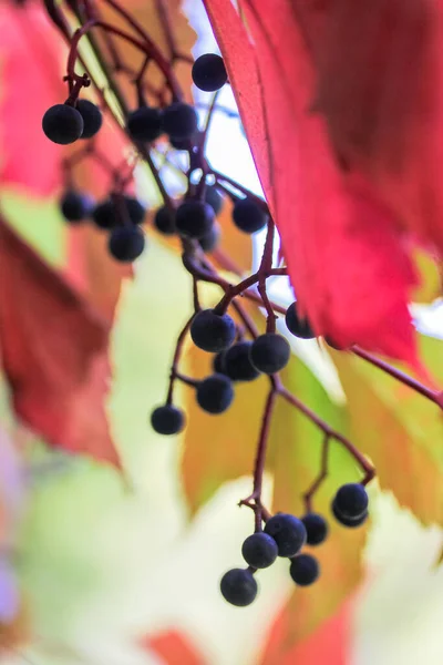 Hojas Bayas Uvas Silvestres Otoño Primer Plano Octubre —  Fotos de Stock