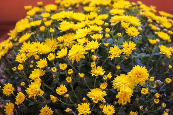 Ogromny Krzak Żółtych Chryzantemy Jesienne Kwiaty — Zdjęcie stockowe
