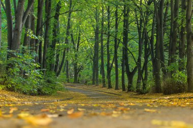 Gri asfalt üzerinde düşen yapraklar ve parktaki uzun yeşil ağaçlar.