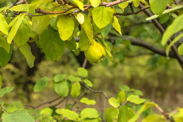 Marmelo Verde Amadurece Galho Árvore Jardim Outono Colheita — Fotografia de Stock