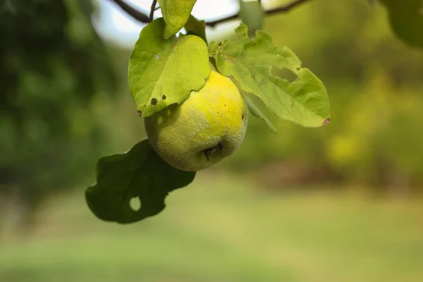 Marmelo Verde Amadurece Galho Árvore Jardim Outono Colheita — Fotografia de Stock