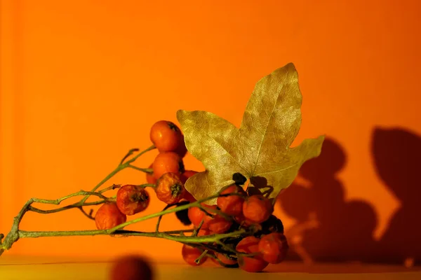 Composición Hojas Arce Otoño Bayas Rojas Ceniza Montaña Fondo Otoño —  Fotos de Stock