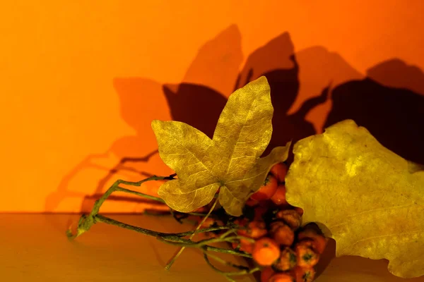 Composición Hojas Arce Otoño Bayas Rojas Ceniza Montaña Fondo Otoño — Foto de Stock