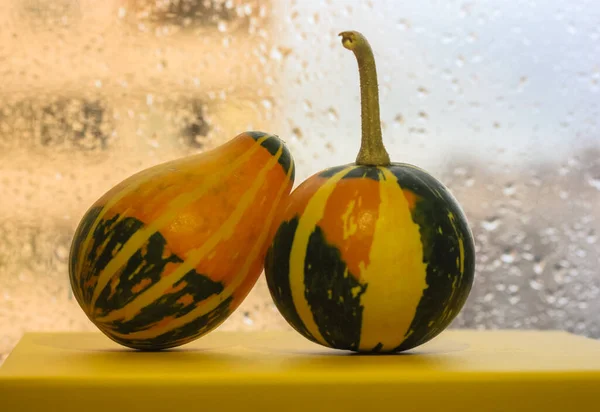 Ljusa Pumpor Mot Fönstret Regnig Höstdag Halloween — Stockfoto