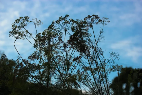 Sombrillas Eneldo Sobre Fondo Azul Jardín —  Fotos de Stock