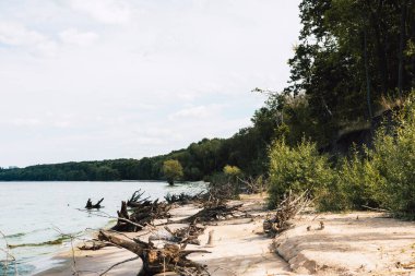 Mavi bir gökyüzünün altında sakin bir gölün yanında kumlu bir sahil boyunca sürüklenen ağaçlar. Huzurlu bir göl manzarası, arka planda yemyeşil orman ile kumlu kıyıya dağılmış sürüklenen odunları içerir.. 