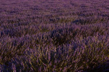 Bloom 'daki Mor Lavanta Tarlası. Geniş bir lavanta tarlasını yakalayan canlı bir görüntü. Mor çiçekler çarpıcı bir şekilde ufka doğru uzanıyor. Provence, Fransa Yazın.